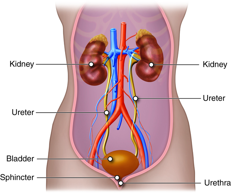 Urinary Tract Healthy