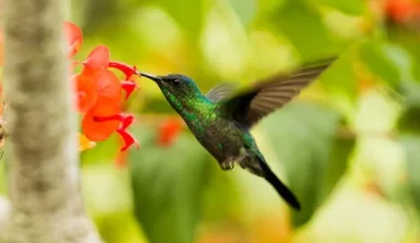A Delightful Homemade Treat for Hummingbirds