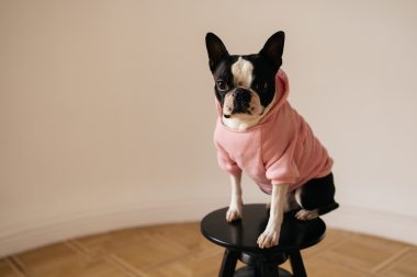 Hoodies for Small Dogs